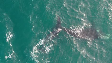 ballena derecha del sur con su cría jugando en el agua