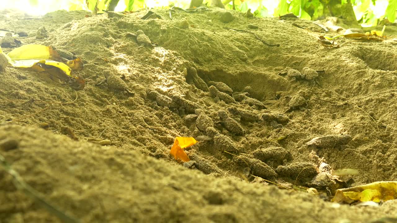 venerables crías de carey saliendo de su nido de arena justo después de nacer