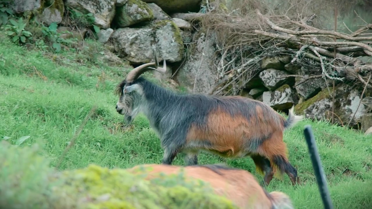capra che si nutre di erba sulle montagne di Geres