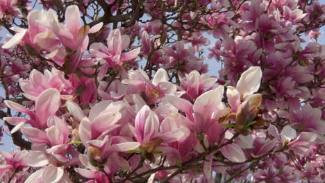 Spring-flowers-in-bloom