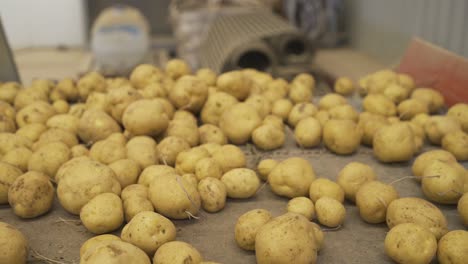 Potatoes-going-on-the-conveyor-belt-in-close-up.--Agricultural-production.