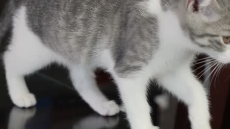 little silver kitten cat smelling tracing target walking around