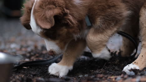 a puppy in a leash digs through forest floor