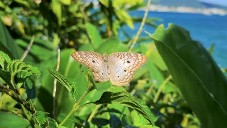 scene of rare butterfly of bright beige colors flapping its wings in vegetation near ocean with blowing wind with ocean and bush