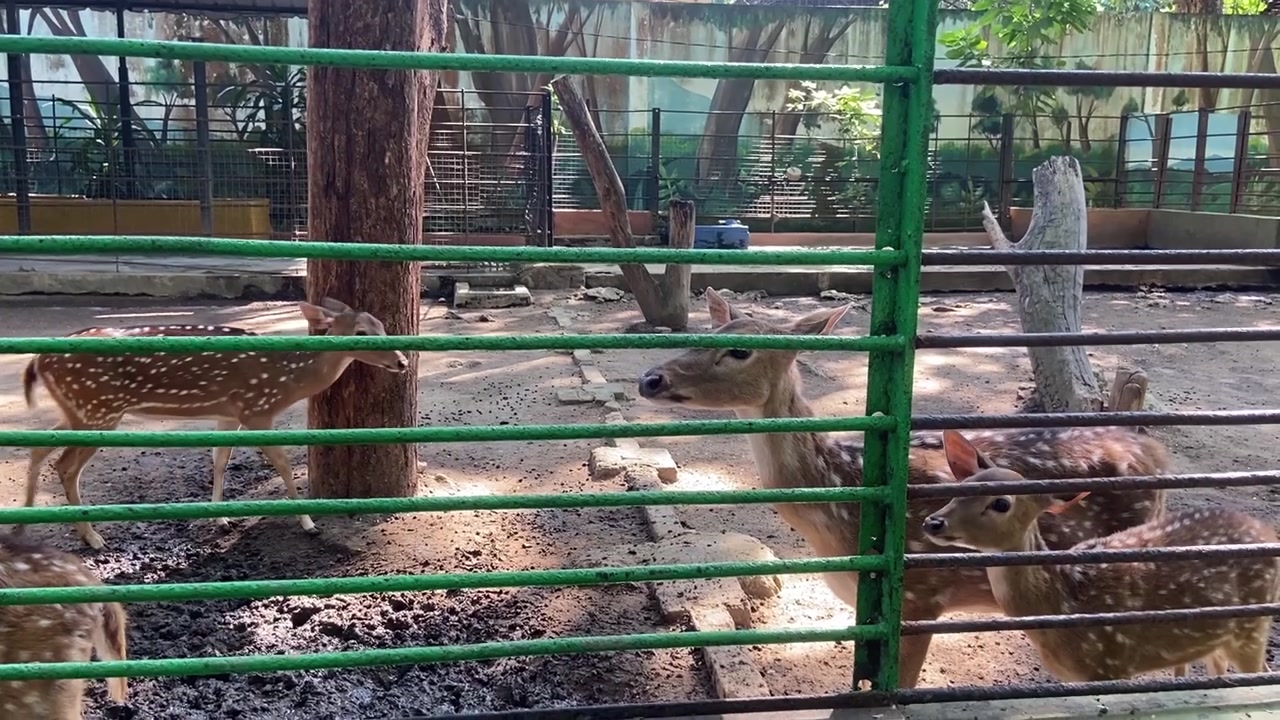 Plettet hjort stående i et zoo-anlæg