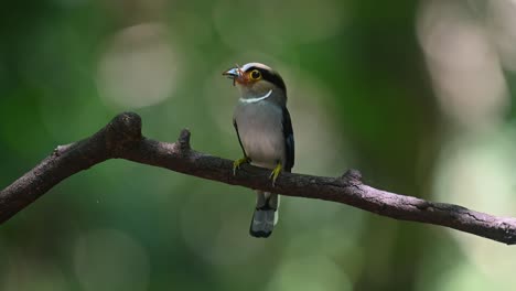 Die-Kamera-Zoomt-Heraus,-Während-Dieser-Vogel-Eine-Spinne-Im-Maul-Hält,-Um-Sie-An-Seine-Jungen-Zu-Füttern,-Den-Silberbrust-Breitschnabel-Serilophus-Lunatus,-Thailand