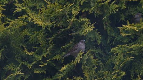 birds in tree in a garden in england, sparrows