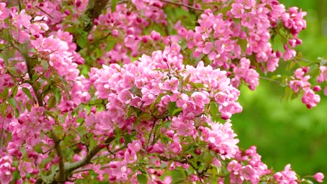 pink apple blossoms in spring