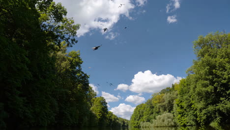 birds flying over a river in a forest