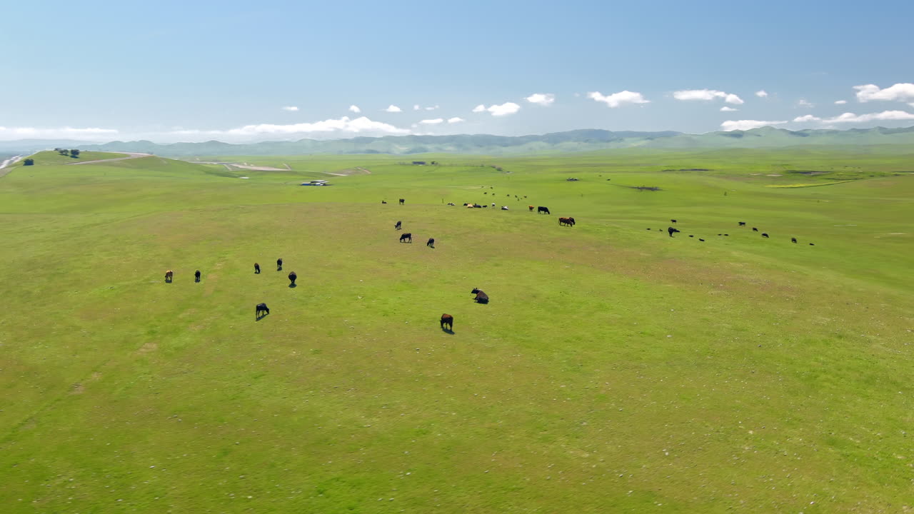 vuelo aéreo rápido sobre vacas pastando en un pasto verde
