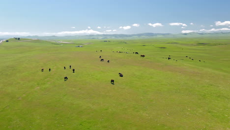 fast aerial flight over cows grazing in a green pasture