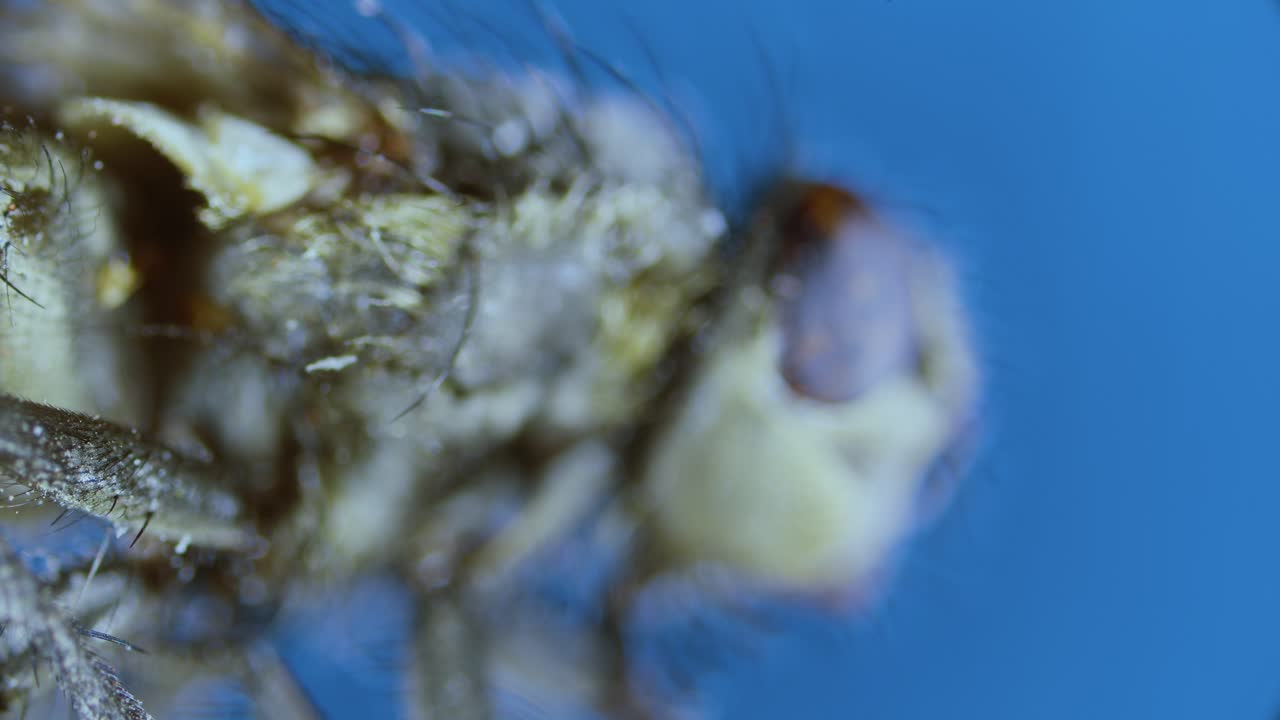 Dead dusty housefly head under microscope
