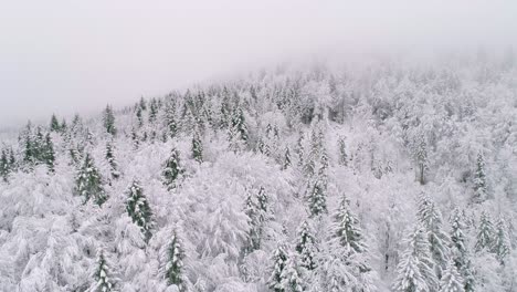 Vista-Aérea-De-Pinos-De-Montaña-Cubiertos-De-Hielo-Y-Nieve-Con-Niebla-En-El-Fondo