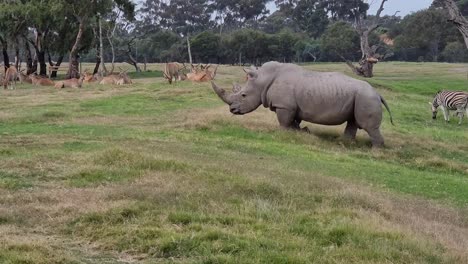 rinoceronte blanco en el zoológico abierto werribee, melbourne, australia