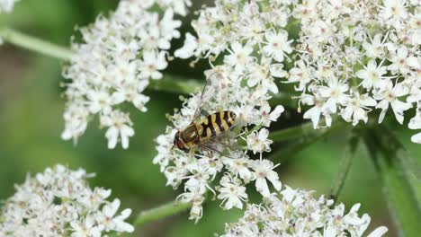 a hoverfly on an umbellifer flower in early summer. uk
