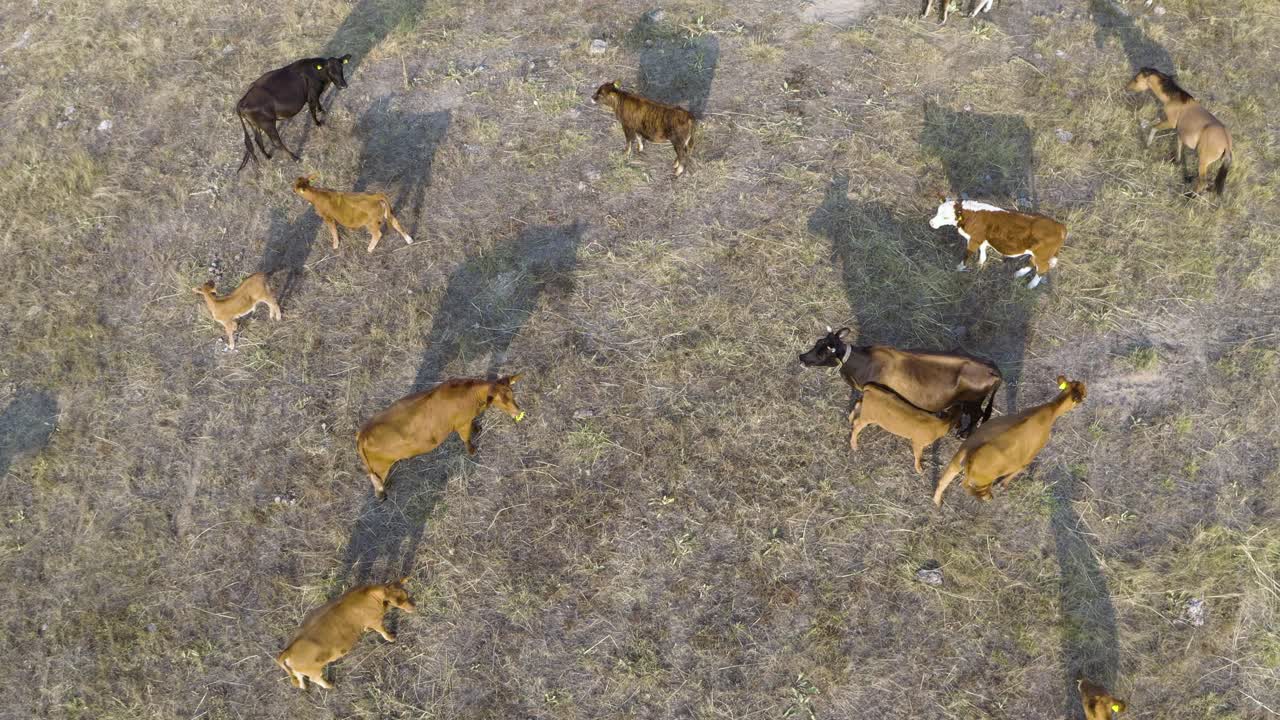 마른 초원에서 어린 송아지가 풀을 뜯고 있는 방목 소, 위에서 아래로