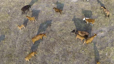 ganado de campo libre con terneros jóvenes pastando en pastizales secos, antena de arriba hacia abajo