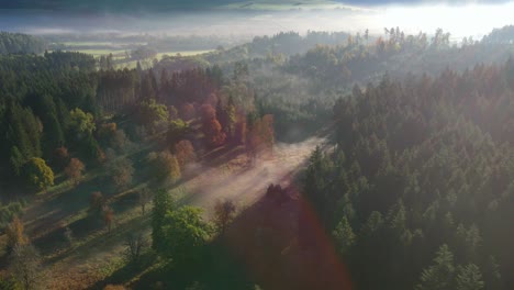 Filmflug-Am-Morgen-In-Einem-Wald