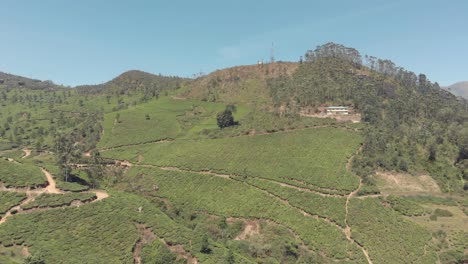 Finca-De-Plantación-De-Té,-Munnar,-Kerala,-India