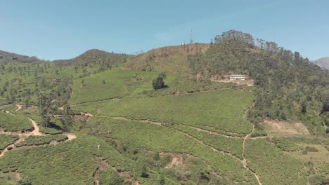 finca de plantación de té, munnar, kerala, india
