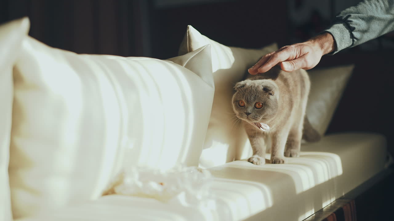 British Blue Cat. Concept of pets. Big fat and impudent cat.