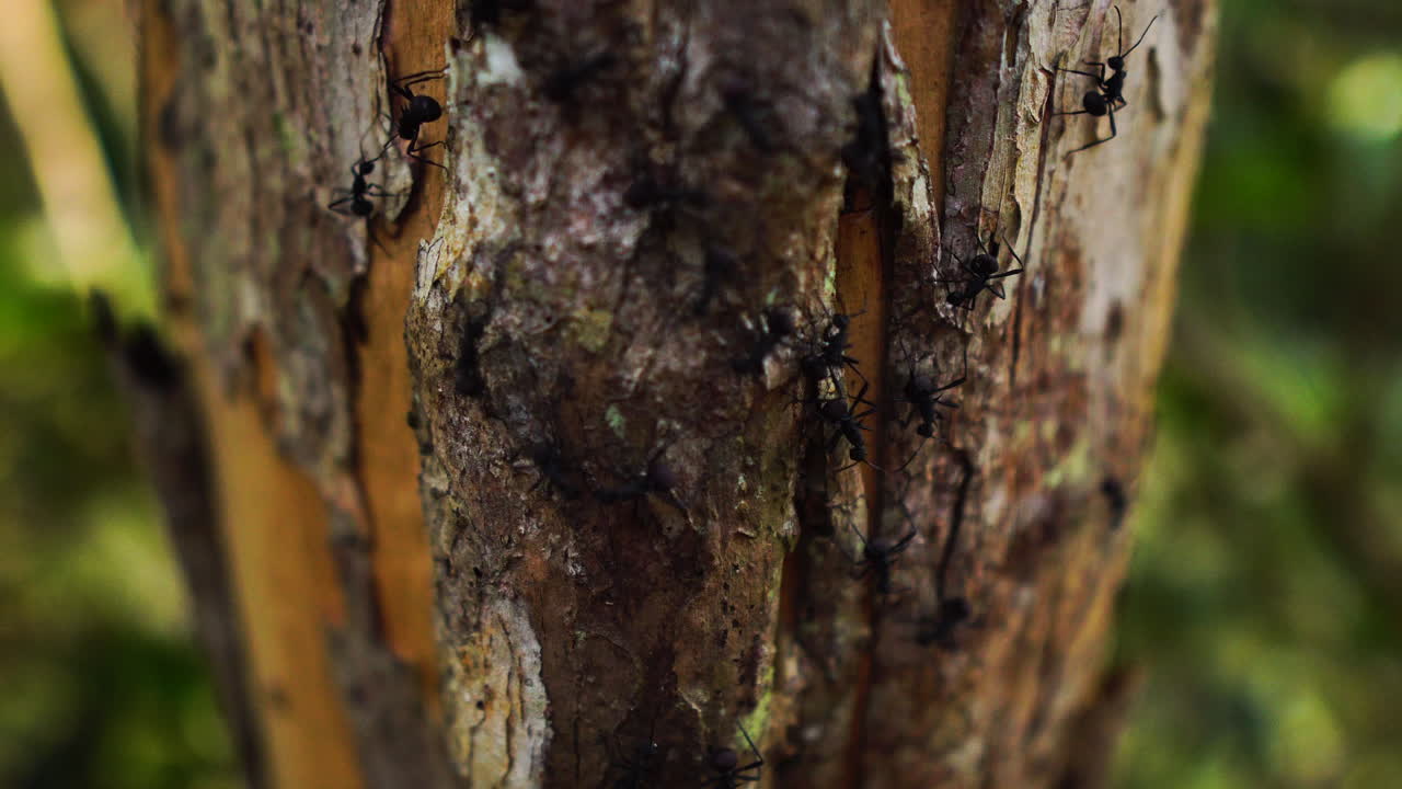Primo piano di una colonia di formiche nere sulla corteccia di un albero