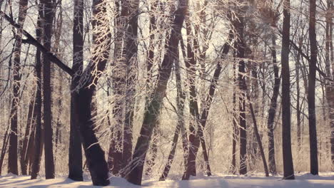 Sunlight-in-winter-forest.-Sun-shine-through-tree-branches-covered-with-snow