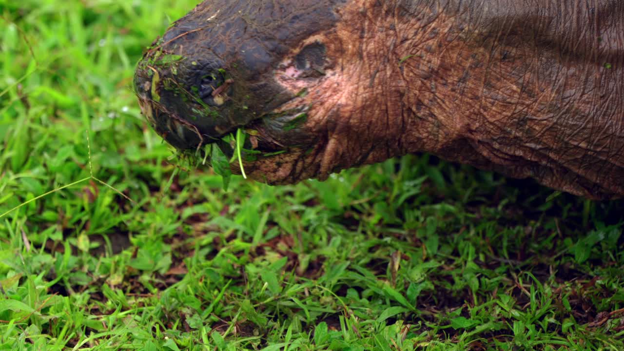 A close up of a wild western Santa Cruz giant tortoise eating grass in the Gal&aacute;pagos Islands