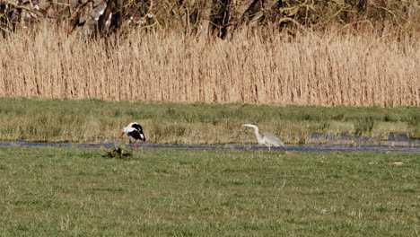 stork fetches frog and gets approached by a grey heron