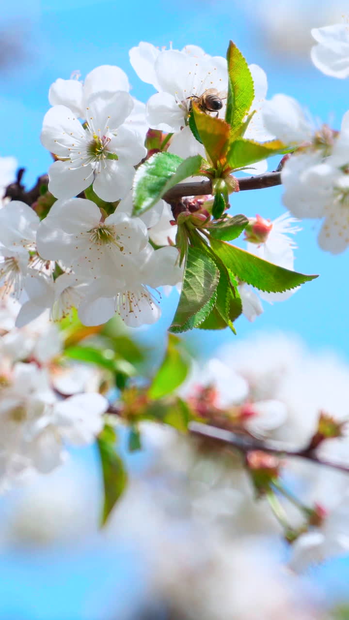 Beautiful flowering branch against the blue sky. Busy bee flying near the blooming fruit tree in springtime. White flowers on a branch. Vertical video