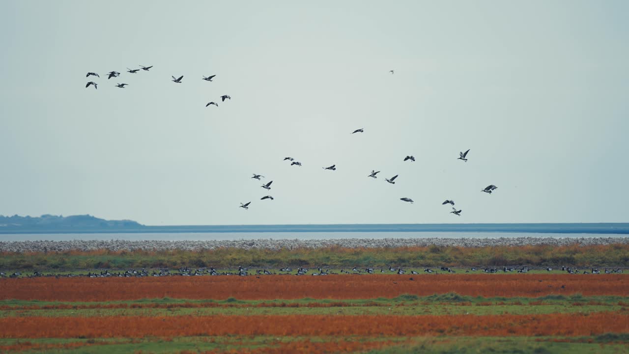 거대한 조류 무리가 지평선을 가로질러 날아다니며 울창한 초원에 착륙하여 나머지 무리에 합류하는 놀라운 광경입니다.