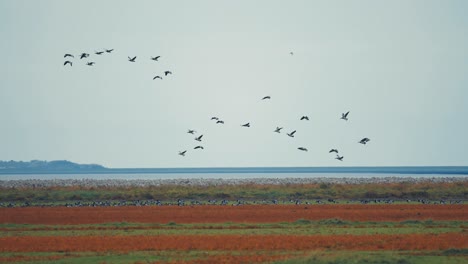 Der-Beeindruckende-Anblick-Eines-Riesigen-Vogelschwarms,-Der-über-Den-Horizont-Schwebt-Und-Auf-Der-üppigen-Wiese-Landet,-Um-Sich-Dem-Rest-Des-Schwarms-Anzuschließen