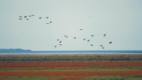 la impresionante vista de un enorme enjambre de aves volando a través del horizonte y aterrizando en el exuberante prado para unirse al resto de la bandada
