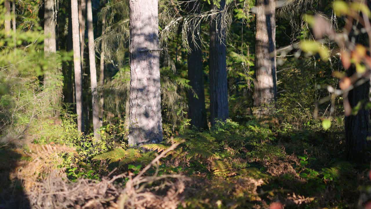 Sollyset filtreres gennem høje, stedsegrønne træer og bregner i en fredfyldt skov, hvilket skaber en rolig og naturlig atmosfære til natur-, wellness- og udendørsprojekter