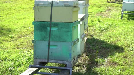 panorámica lenta y tiro estático a la izquierda en el colmenar de abejas en la naturaleza verde australiana