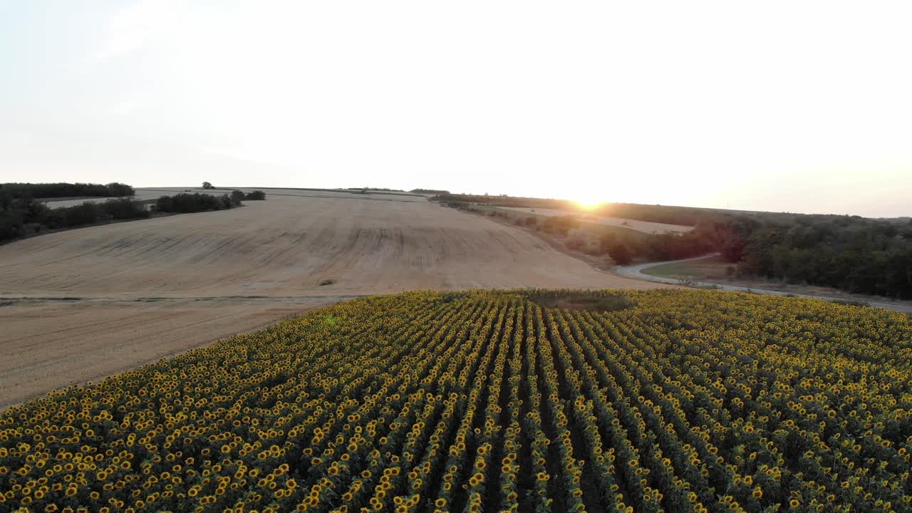 puesta de sol sobre un hermoso campo de girasoles - toma aérea de drones
