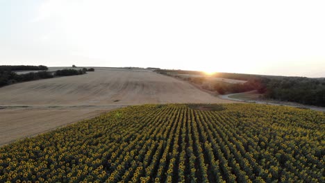 puesta de sol sobre un hermoso campo de girasoles - toma aérea de drones