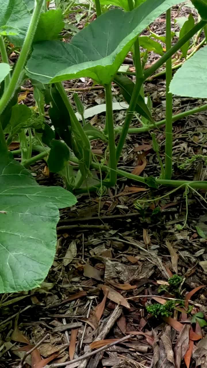 lapso de tiempo de las plantas de calabaza que crecen en un jardín