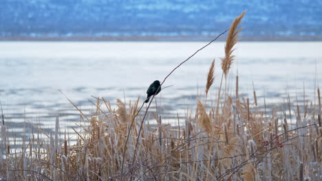 a female red-winged blackbird perched on a reed sings in the morning calm