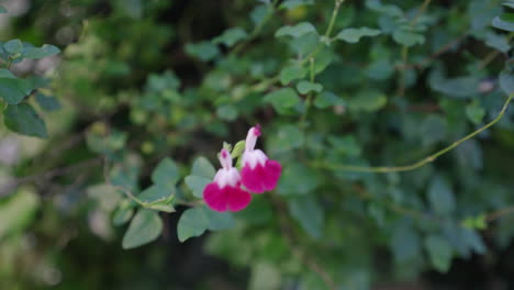 Salvia-Bebé-En-Un-Jardín-Durante-La-Brisa-De-La-Tarde