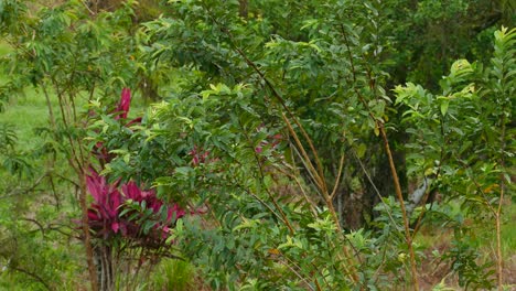 rufous backed wren taking off from branch to branch in the underbrush of the costa rica evergreen forest