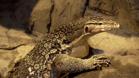 close view of the head of a monitor lizard coming out of water