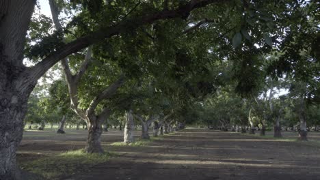 dolly shot of a grove of walnut trees in the rich farm land and orchard country of the lompoc valley california