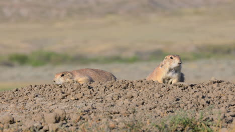 Dos-Perros-De-La-Pradera-De-Cola-Negra-En-El-Suelo-En-El-Parque-Nacional-De-Pastizales-En-Saskatchewan,-Canadá