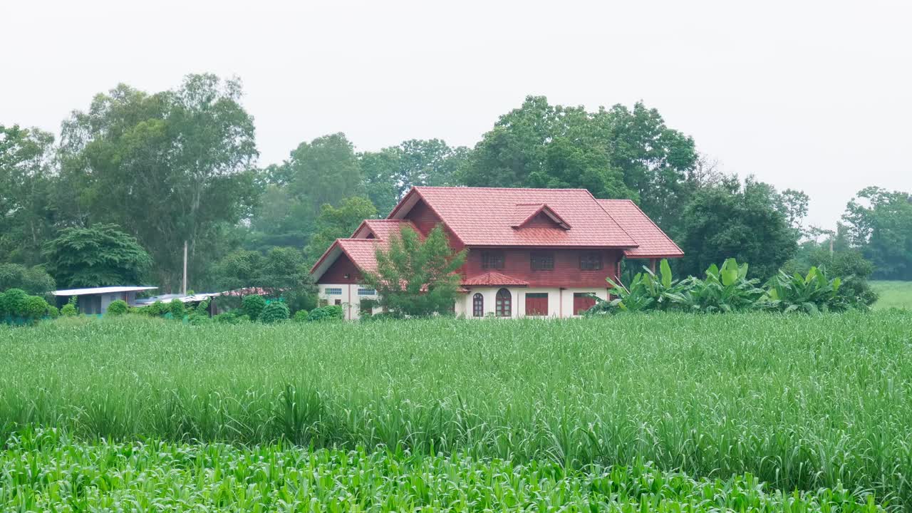 House zoom in the middle of farmland surrounded by trees, bananas, and corn at farmland