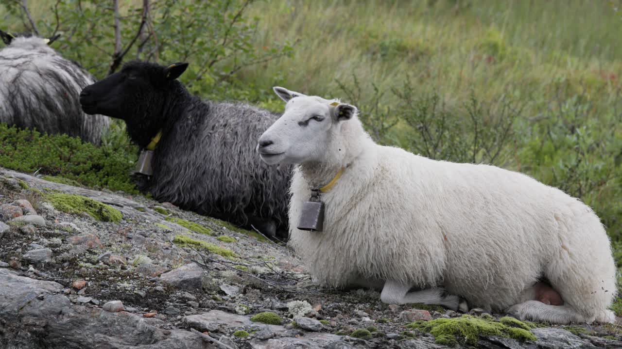 White and black Norwegian sheep spælsau chewing