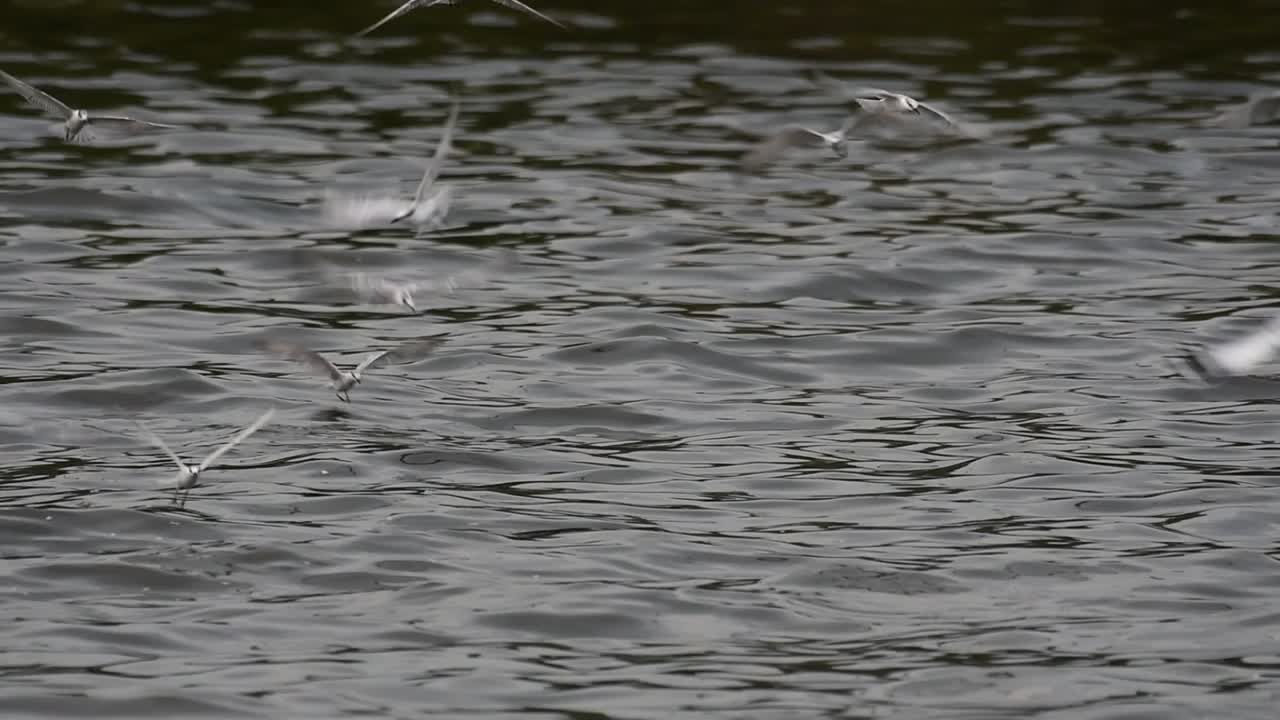 крачки и чайки, ищущие корм, - мигрирующие морские птицы в таиланде, летают кругами, по очереди выискивая корм, плавающий в море у причала центра отдыха бангпу