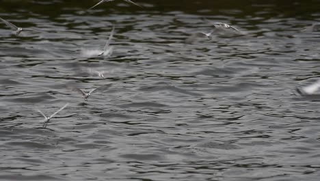 terns and gulls skimming for food are migratory seabirds to thailand, flying around in circles, taking turns to skim for food floating on the sea at bangpu recreational center wharf