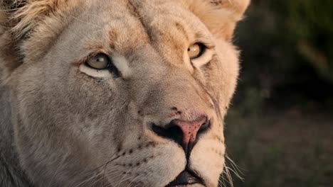 close up of an african lioness showing amazing detail in her features such as eyes, nose, whiskers, ears and hair