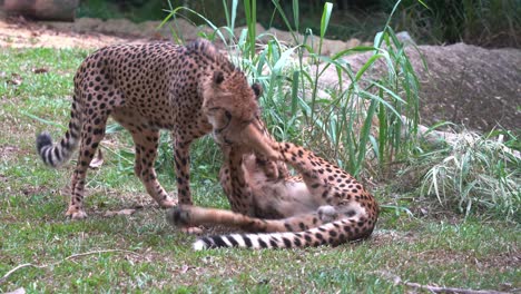 Young-playful-asiatic-cheetah,-acinonyx-jubatus-venaticus-rolling-on-the-ground,-learning-to-hunt-by-play-fighting,-using-front-paw-to-trip-and-bring-prey-down,-handheld-motion-wildlife-close-up-shot